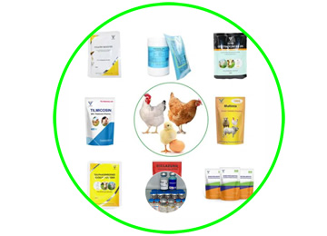 Our Services
